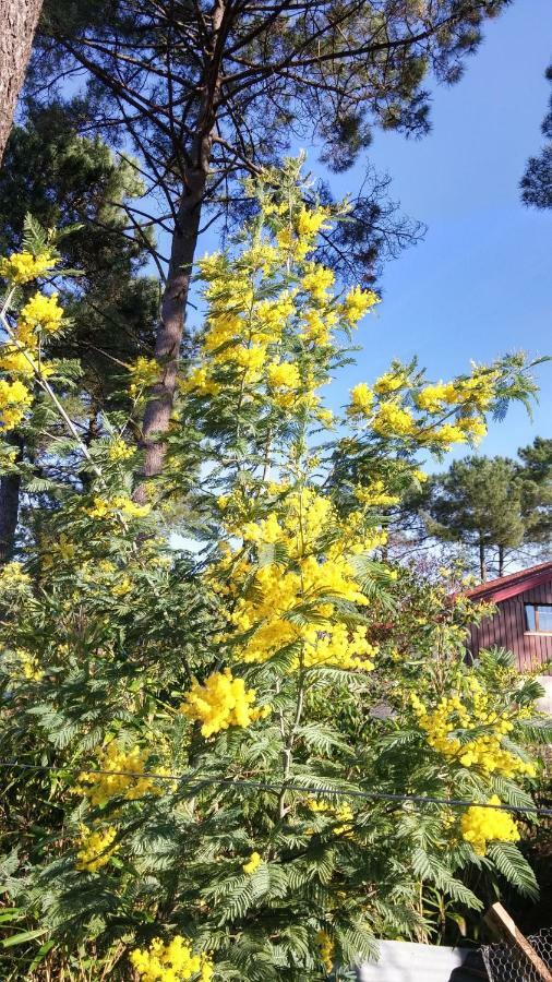 Le Relais De La Praya Bed and Breakfast Lège-Cap-Ferret Εξωτερικό φωτογραφία